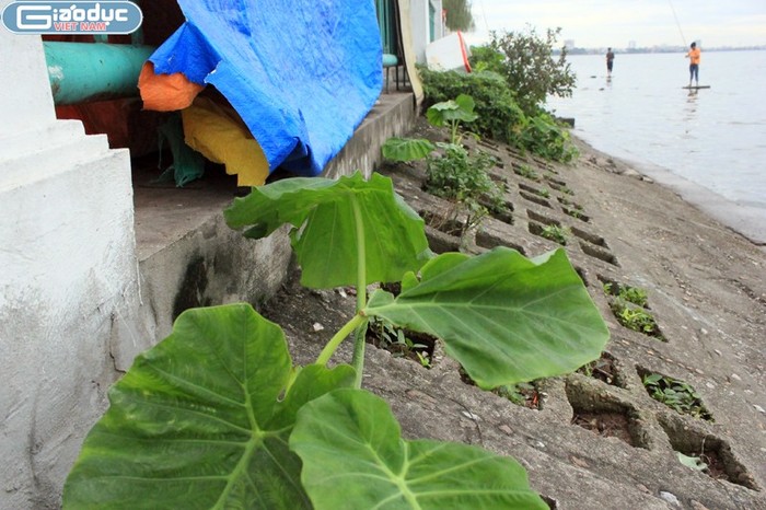 Ở ven Hồ Tây có đủ các loại rau được trồng để dùng hàng ngày